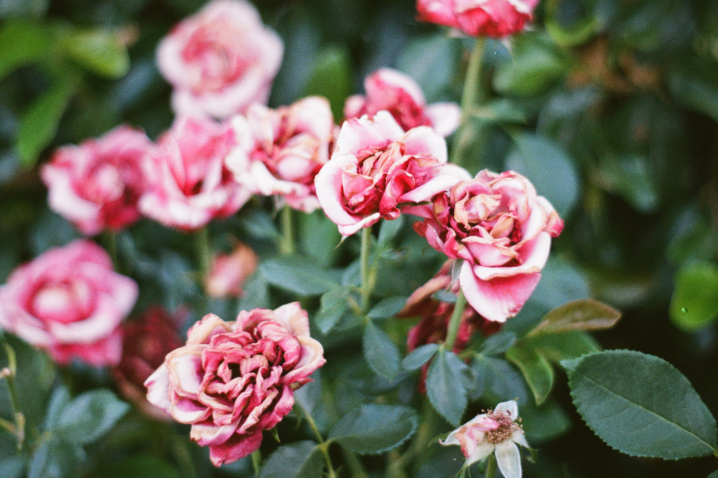 Minolta XD11 test roll