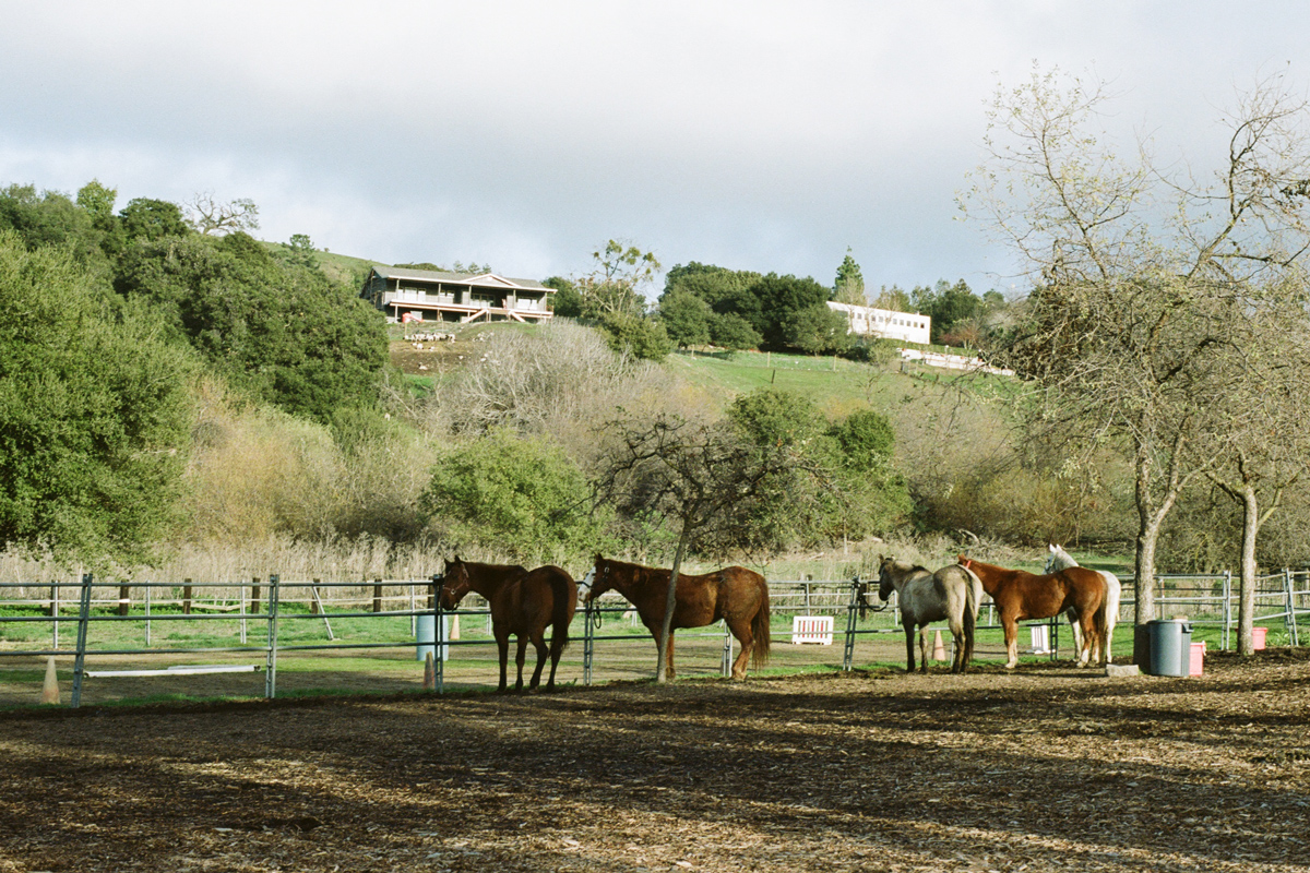 Walden Upon Milpitas